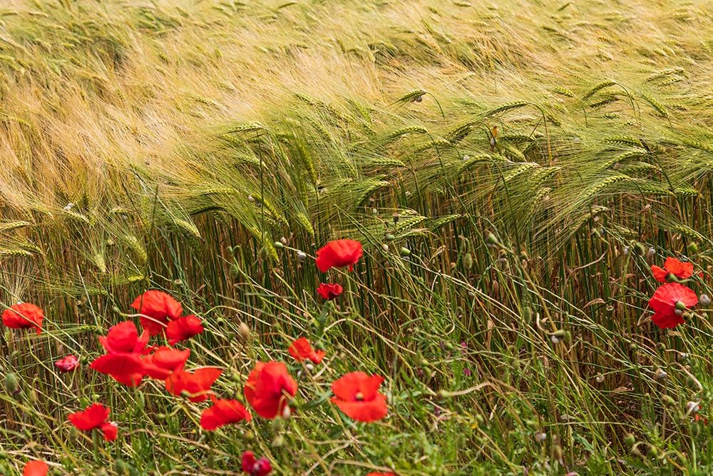 Italy-Apulia-Province of Taranto-Laterza Field of barley with poppies